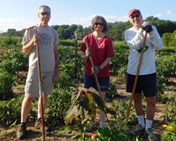 Garden volunteering in Madison, WI