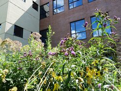 CMC Rain Garden